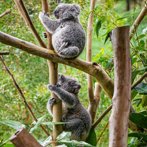 Koala Bears on Brown Wooden Tree Branches