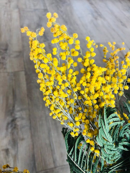 Free stock photo of falling mimosa flowers, march 8, spring
