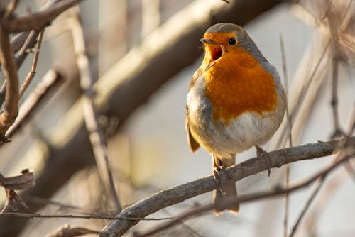 Free Close-Up Shot of a European Robin Perched on a Tree Branch Stock Photo