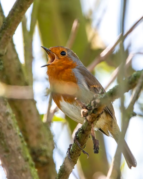 Free Close-Up Shot of a European Robin Perched on a Tree Branch Stock Photo
