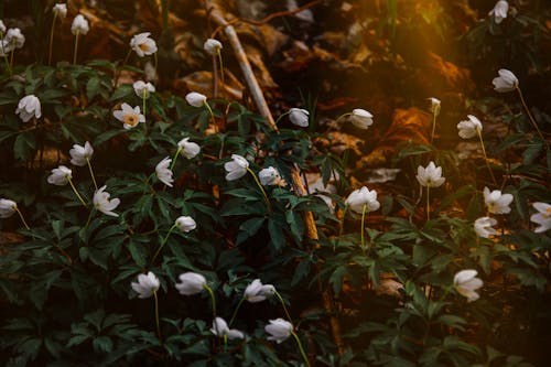 無料 白い花の写真 写真素材