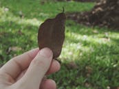 一只手握着干树叶，背后是模糊的绿色公园背景，凸显了大自然的循环