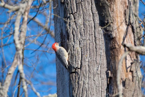 Free Gray and Red Woodpecker Stock Photo