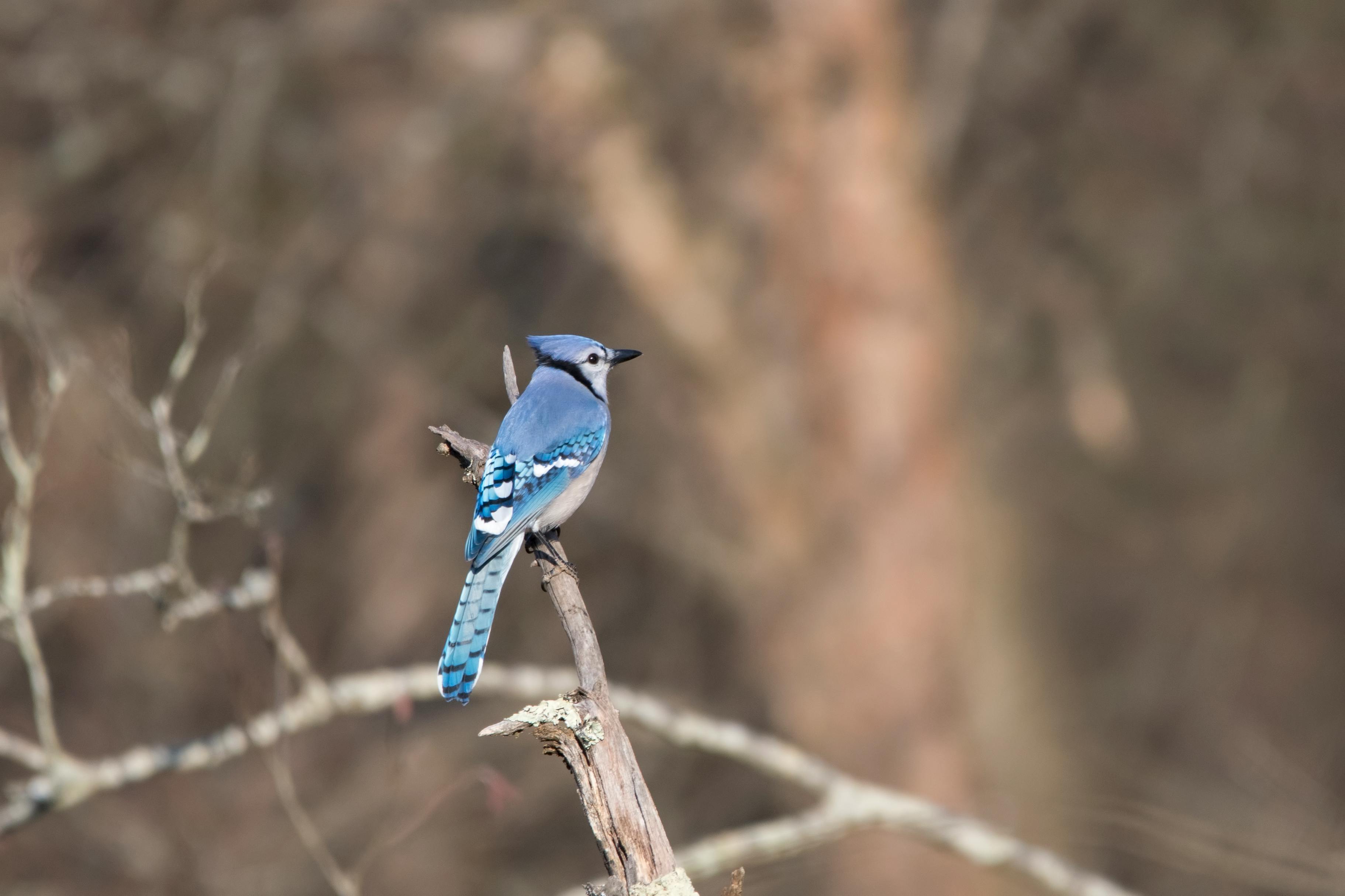 tilt shift lens photography of blue bird on branch