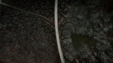 Vehicle on bridge above forest in autumn