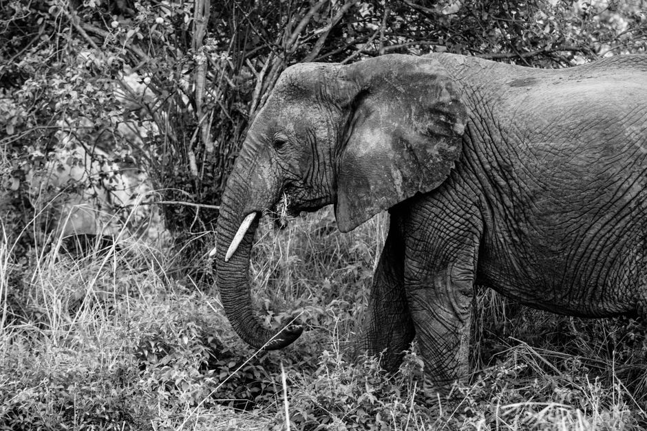 Black and white of elephant with spots on skin strolling on meadow against trees in safari