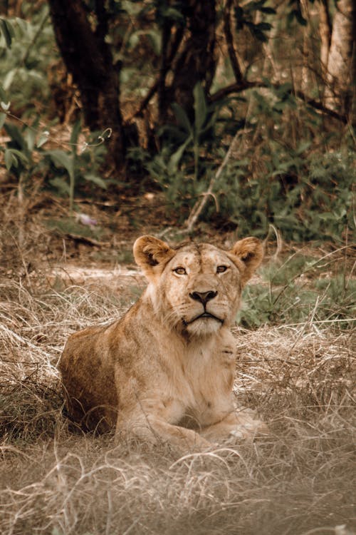 Strong lion with brown coat lying on golden grass while looking away in savanna in daytime