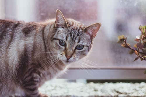 Free Adorable cat with blue eyes on windowsill at home Stock Photo