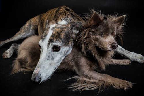 Cute dogs lying on black surface in studio