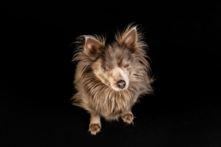 Small Furry Dog On Black Surface In Studio