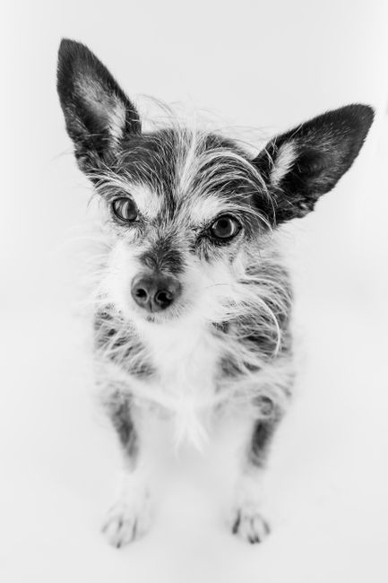 Black and white of adorable little furry dog looking at camera on white background in light studio