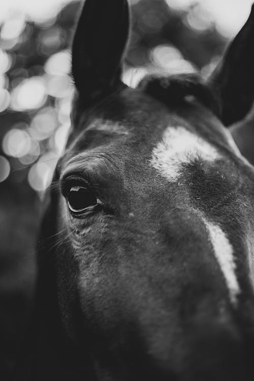 Black and white of dark horse with white spots looking at camera with black eye on blurred background