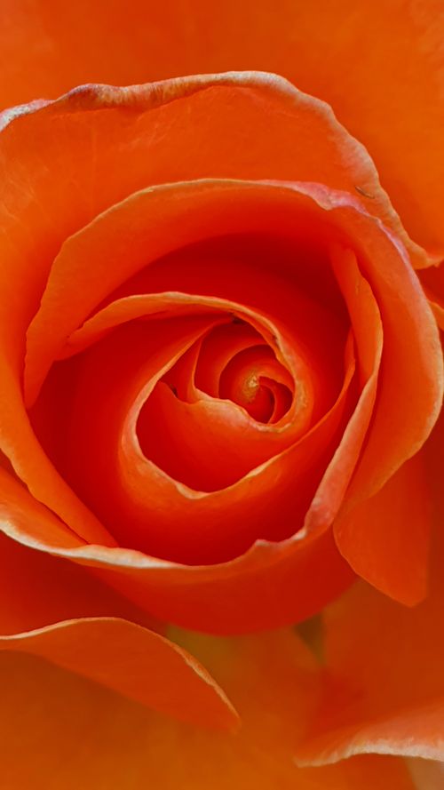 Free Detailed macro shot of an orange rose in full bloom, showcasing its vivid petals. Stock Photo