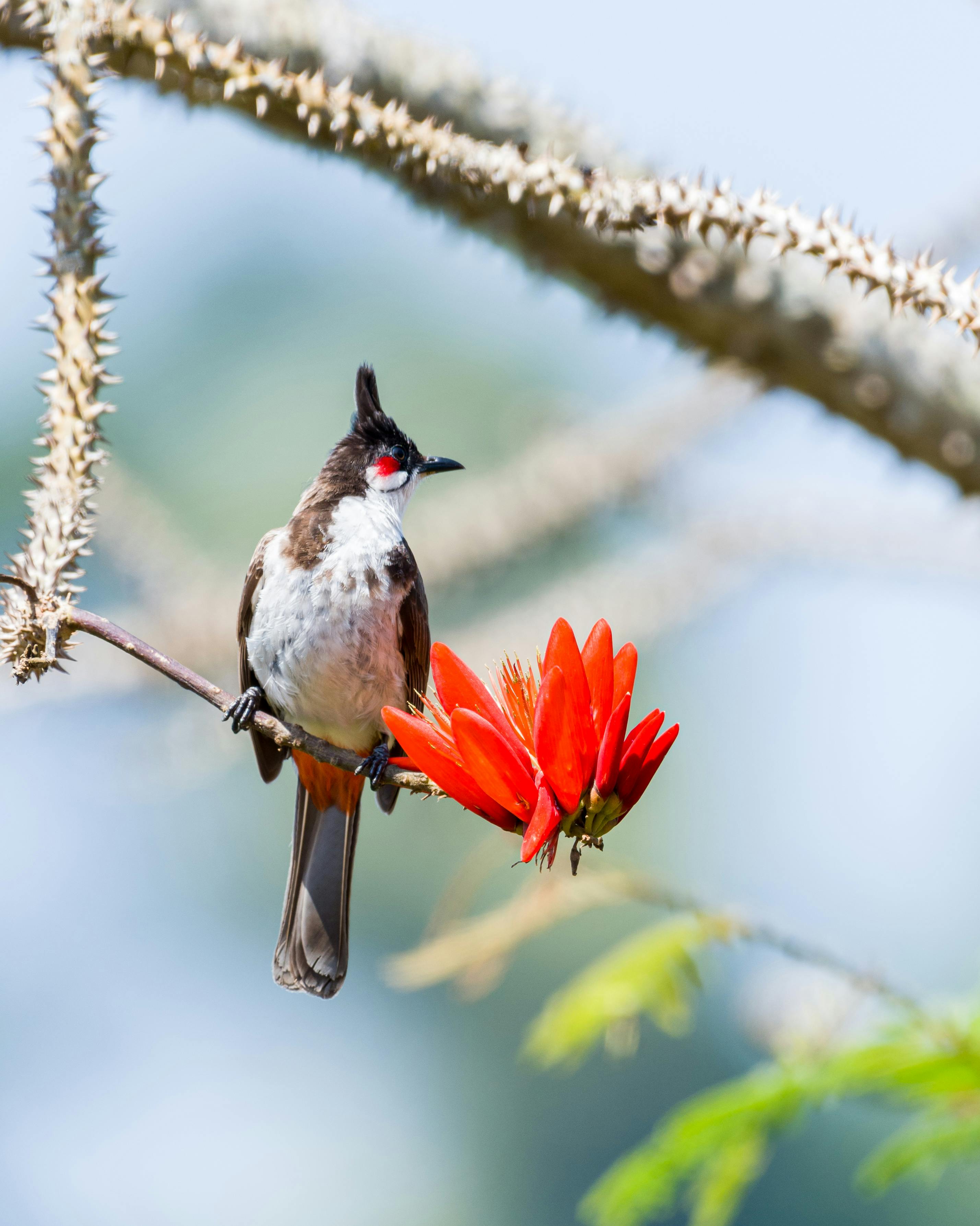 Cute bird bulbul. Nature background. Bird: White spectacled Bulbul Stock  Photo - Alamy