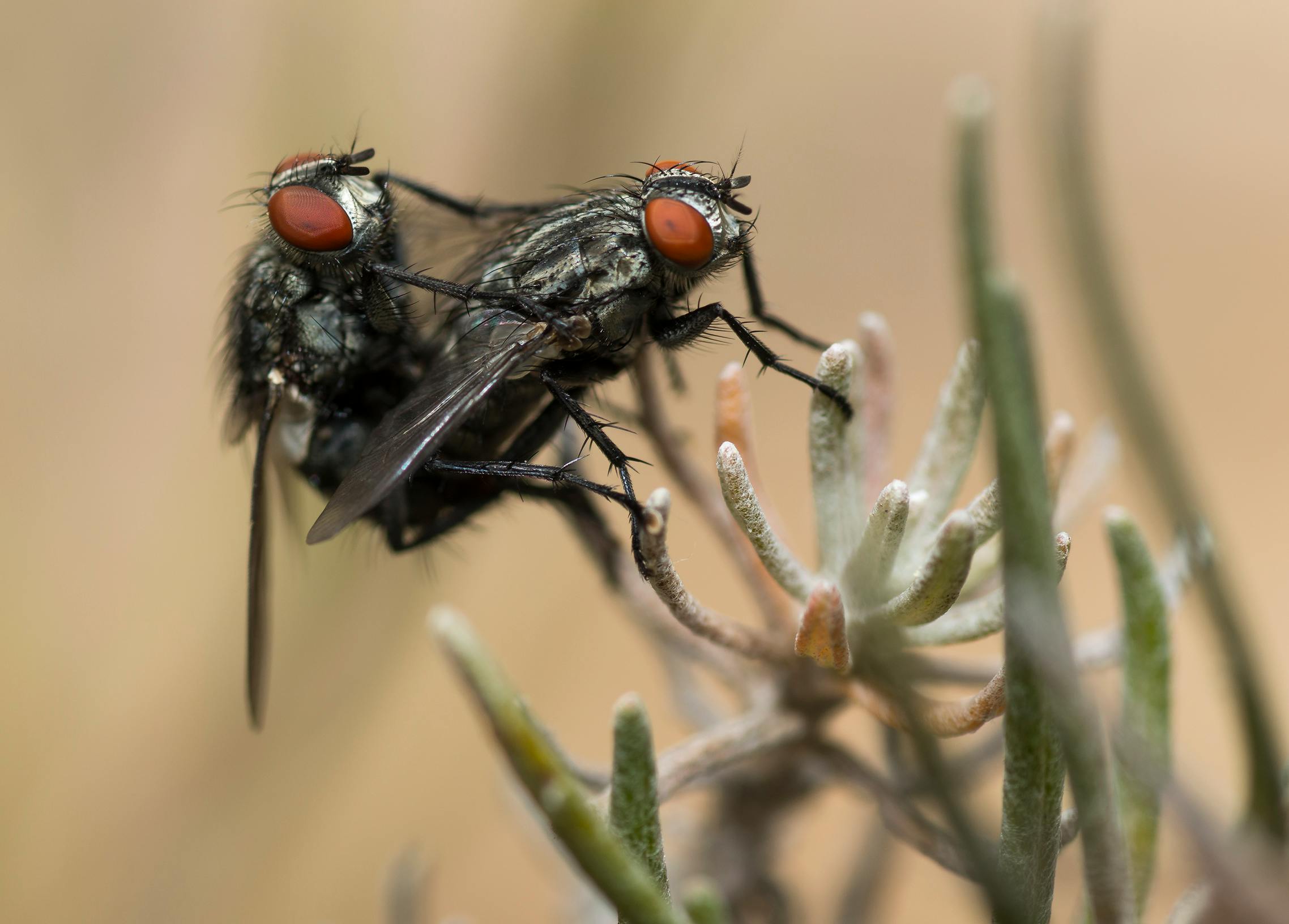 Two Black Flies · Free Stock Photo