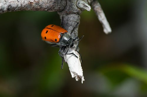 Free stock photo of ladybug