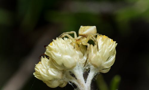 Free stock photo of spider