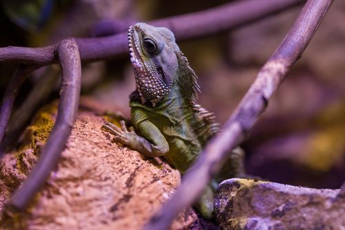 Free A close-up of a colorful iguana resting on rocky terrain amidst branches. Stock Photo