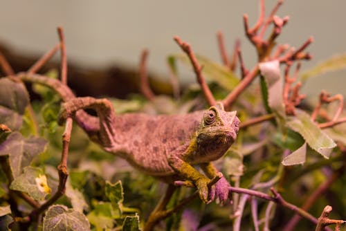 Close-Up Shot of a Chameleon Perched on a Plant