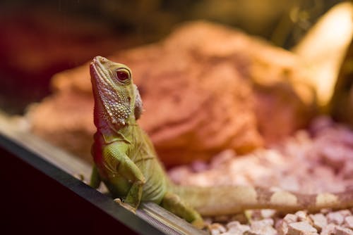 Close-Up Shot of an Iguana