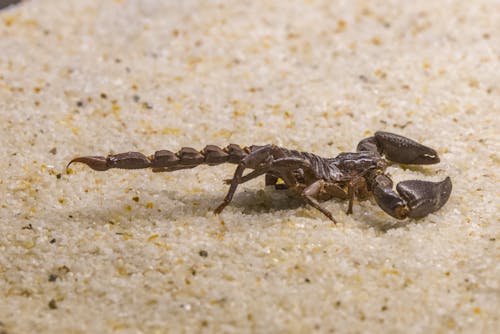 Close-Up Shot of a Brown Scorpion