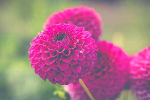 무료 핑크 꽃 스톡 사진