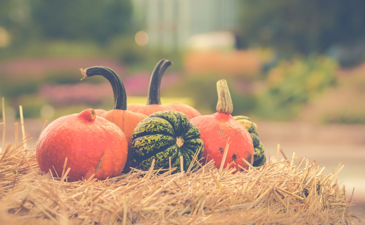 a variety of gourds arranged on hay bales showcasing autumn s vibrant