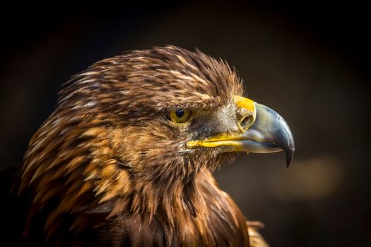 Eagle with brown plumage on sunny day