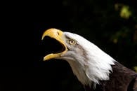 Large carnivorous bird with white and brown plumage screaming while looking at camera on sunny day