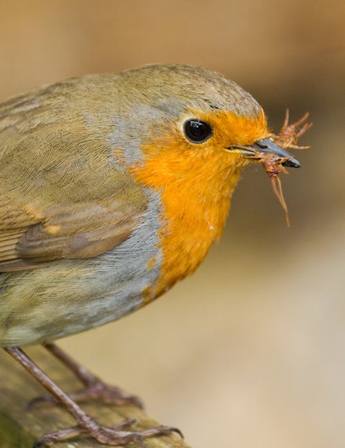 Small insectivorous bird with colorful plumage eating prey while sitting on wooden surface and looking at camera on blurred background