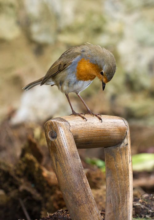Adorable small fluffy robin bird sitting on wooden surface and looking down attentively on sunny day in green forest