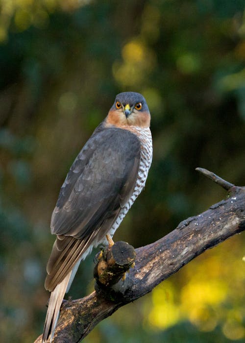 Graceful Accipiter nisus bird sitting on tree branch in woods