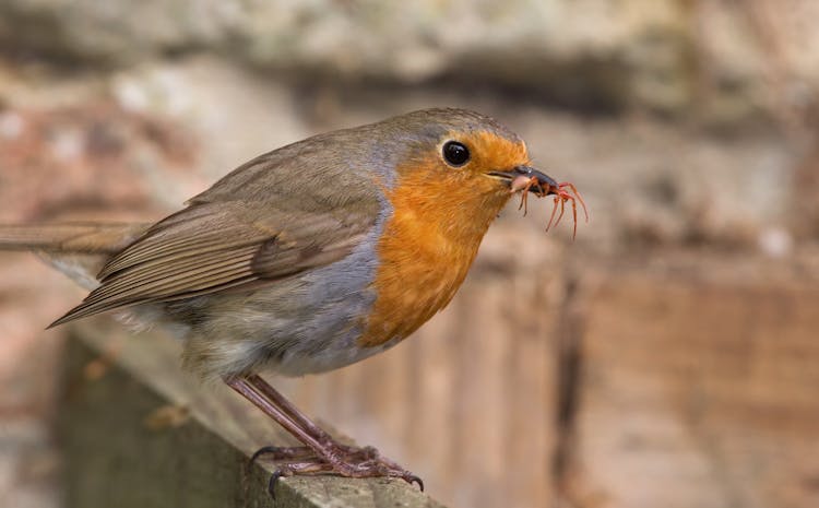 Hungry Erithacus Rubecula Bird Eating Insect In Nature