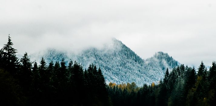 薄雾笼罩着茂密松林上方宁静的雪山