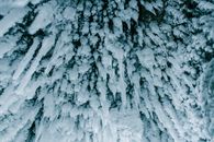 White Snow Covered Tree