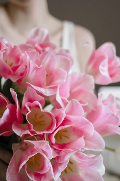 Pink Flowers in Close Up Shot