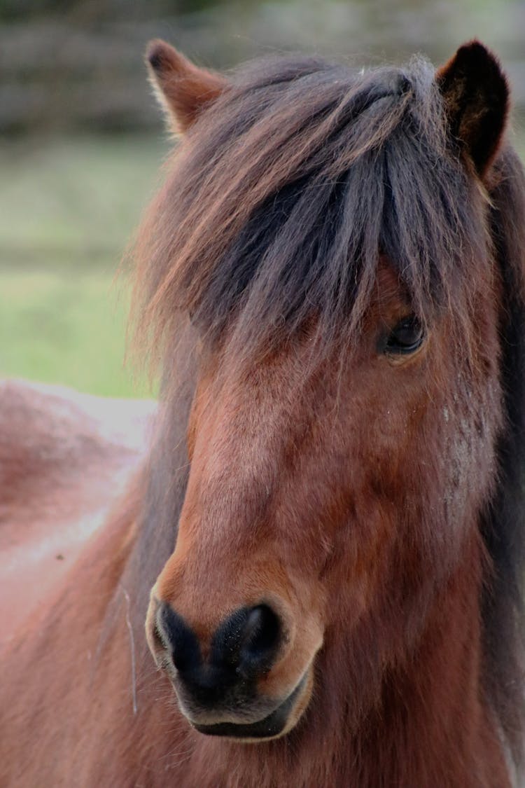 Portrait Of Cute Bay Pony