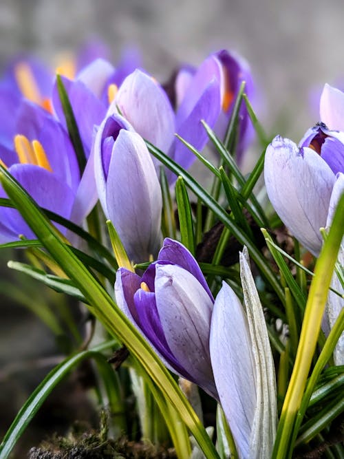 Foto d'estoc gratuïta de delicat, flora, florir