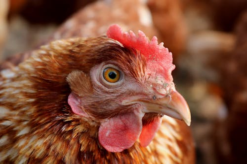 Free Brown and Red Hen in Close Up Photography Stock Photo