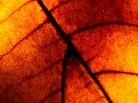 Intricate close-up of a brown leaf showcasing its texture and pattern, illuminated by autumn light.