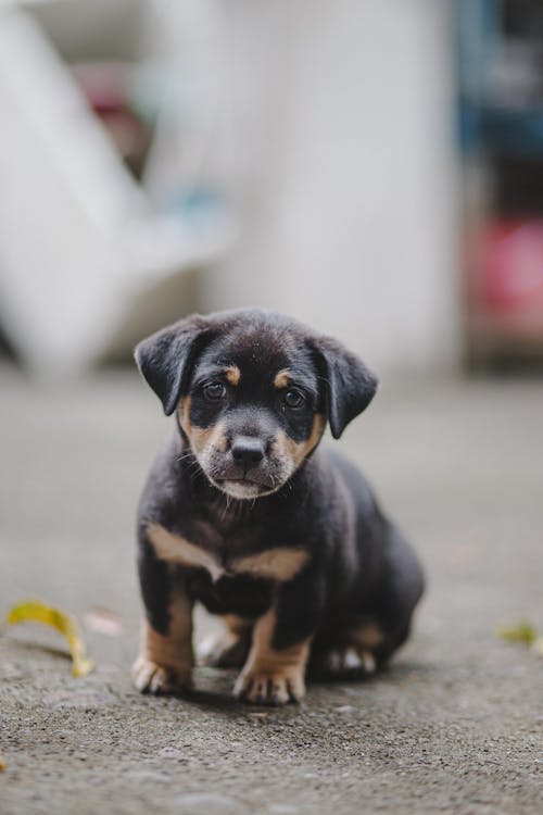 Kostenloses Stock Foto zu bezaubernd, canidae, haustier