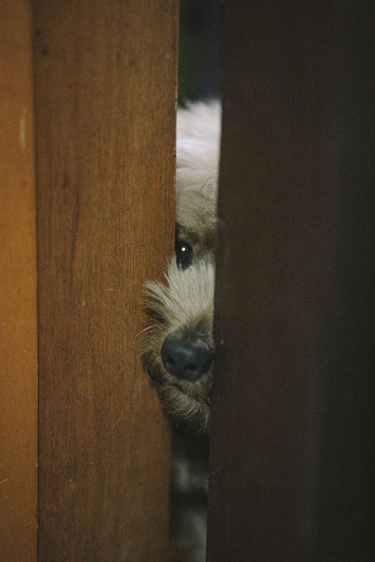Dog looking through a doorway relevant to Nuvopet electronic pet doors and access products
