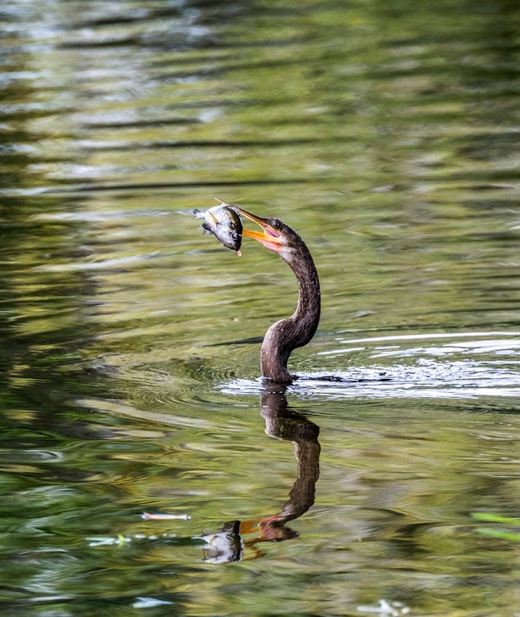 Anhinga, Snake Bird Eating Fish In Water 