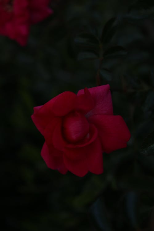 Free stock photo of flower, red flower