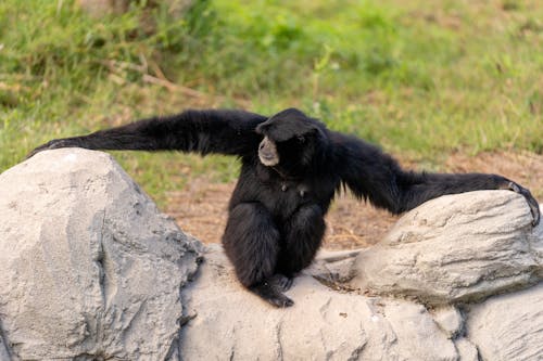 Immagine gratuita di animale, carino, fauna selvatica