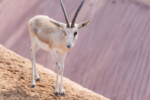 Free Arabian oryx standing in Dubai desert with soft background focus. Stock Photo