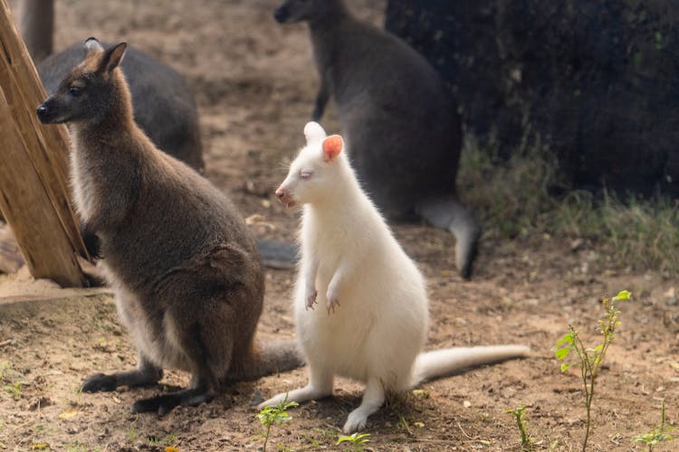 Wallabies Standing On The Ground