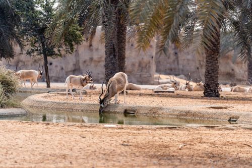 Free Antelopes gather at a serene watering hole surrounded by palm trees in Dubai's arid landscape. Stock Photo