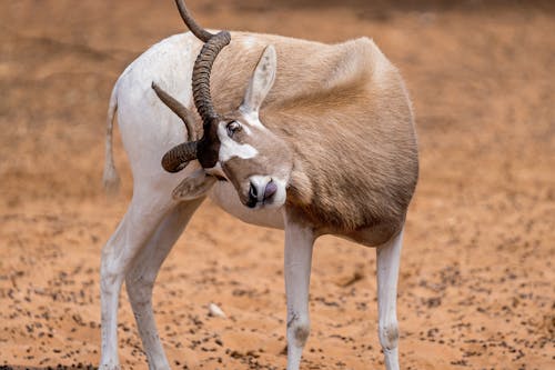 Photograph of a Brown and White Addax