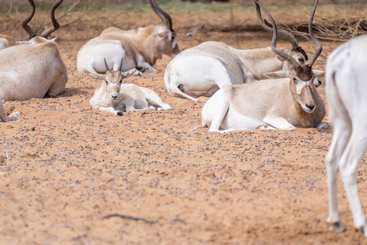 Photo Of A Herd Of Addaxes